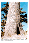 Trunk of Pinus leucodermis