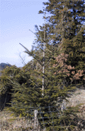 Abies alba