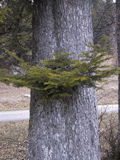 Abies alba