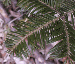 Abies alba