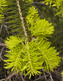 Abies alba