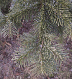 Abies amabilis