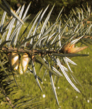 Abies bracteata