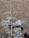 Abies concolor