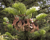 Picea purpurea
