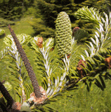 Abies koreana