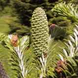 Abies koreana