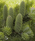 Abies koreana