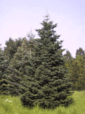 Abies magnifica