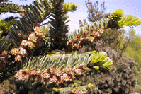 Abies nebrodensis