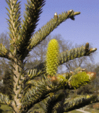Abies nebrodensis