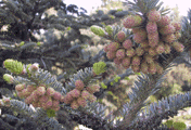 Abies nebrodensis