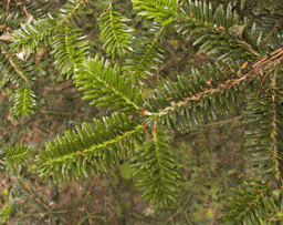 Abies nebrodensis