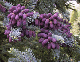 Abies procera