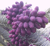 Abies procera