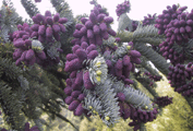 Abies procera