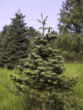 Abies magnifica shastensis