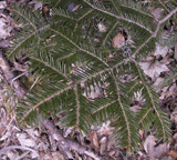 Abies alba