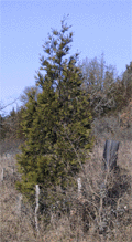 Calocedrus decurrens