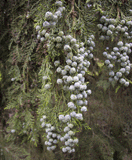 Chamaecyparis lawsoniana