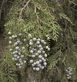 Chamaecyparis lawsoniana