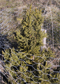 Chamaecyparis obtusa
