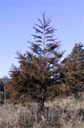 Cryptomeria japonica