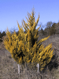 Cupressus macrocarpa