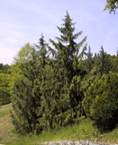 Cupressus nootkatensis