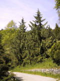 Cupressus nootkatensis