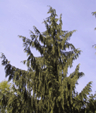 Cupressus nootkatensis