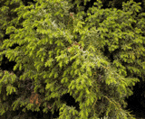 Juniperus drupacea