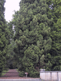 Juniperus drupacea