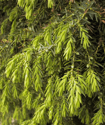 Juniperus drupacea