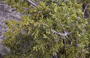 Juniperus commnunis alpina