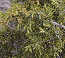 Juniperus commnunis alpina