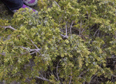 Juniperus commnunis alpina