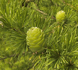 Larix maritima x ledebouri