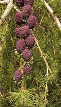 Larix x pendula