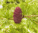 Larix lubarskii