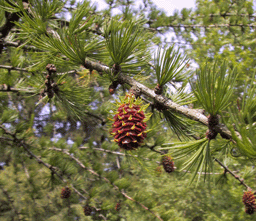 Larix occidentalis