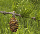 Larix occidentalis