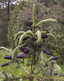 Picea purpurea