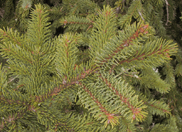Picea abies