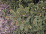 Picea abies
