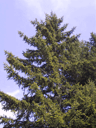 Picea abies