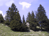 Picea abies