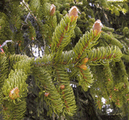 Picea abies