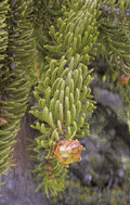 Picea abies