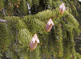 Picea abies